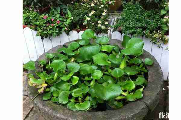 2019连云港水生花卉节7月6日开启