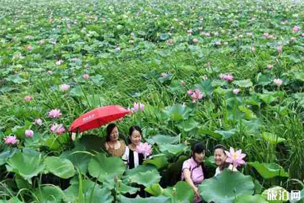 2019鄂州梁子湖赏荷节7月6日开启