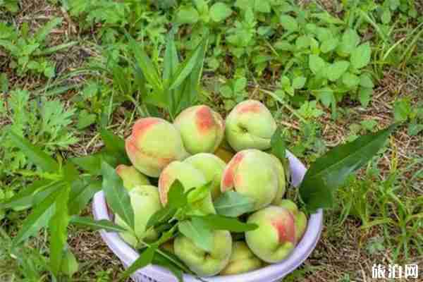 2019广东韶关翁源九仙桃节7月6日开启 附路线