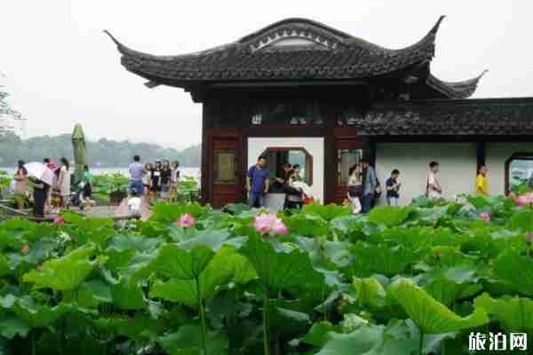 七月泉州哪里看荷花 看荷花地点推荐