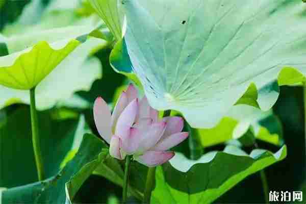 2019中国亳州谯城区首届荷花节7月10日至31日