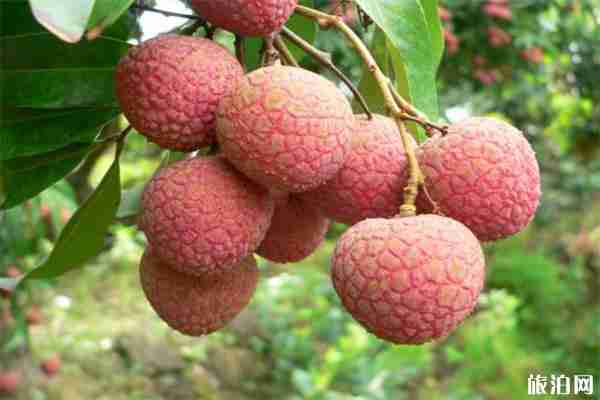 2019叙州区大塔第七届大塔荔枝文化节7月12日开启