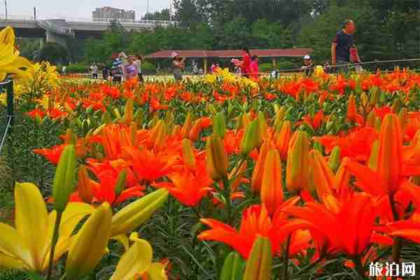 沈阳赏百合花的地方推荐