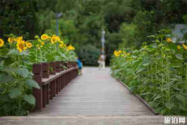 2019奥森公园向日葵何时开 怎么走+观赏指南