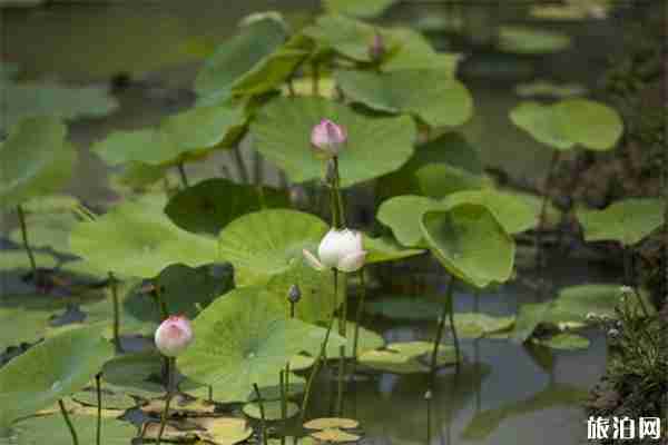 2019南京六合池杉湖荷花文化旅游节 荷花展+活动