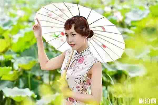 韶關始興縣頓崗鎮荷花觀賞指南