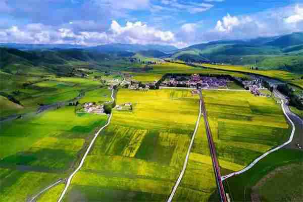 甘孜道孚八美油菜花观赏指南