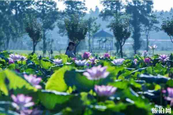 上海崇明荷花博览园 门票+荷花信息
