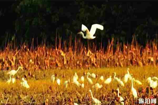 南沙湿地公园可以狗吗 单车+滑板