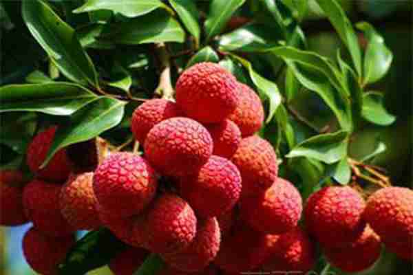 莆田荔枝采摘点