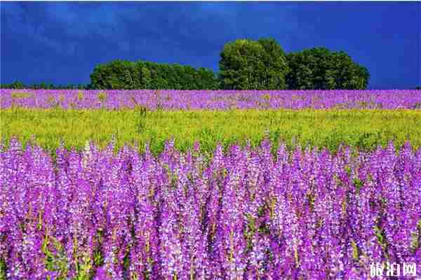 溫泉縣紫蘇文化旅游節 時間+地點+游玩攻略