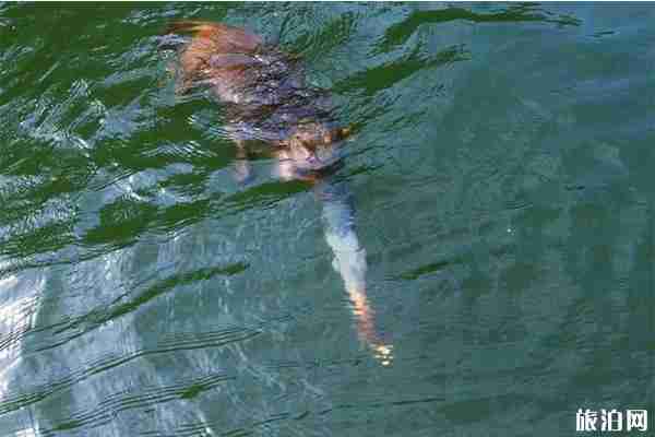 南寧龍虎山風景區門票價格