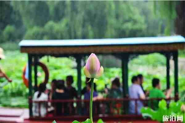 紫竹院公園荷文化展 時間+活動內容2019