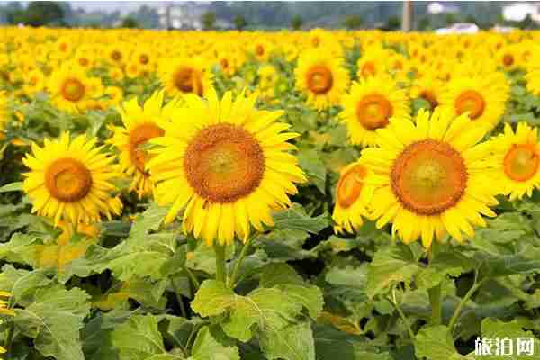 長沙望城橋驛鎮群力村向日葵花開 附交通指南