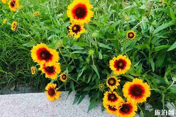 長沙黑麋峰森林公園有哪些好玩的娛樂項目 怎么去