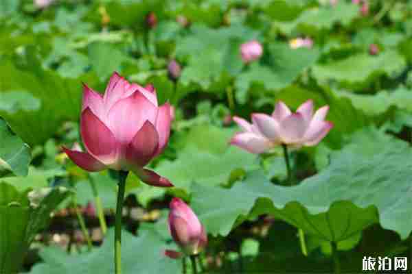 滕州微山湖濕地紅荷節 時間+活動內容+垂釣開放信息