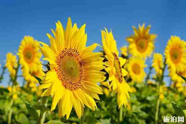 濟南向日葵哪里可以看