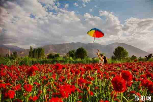 敦煌第五屆李廣杏采摘節 時間+活動內容