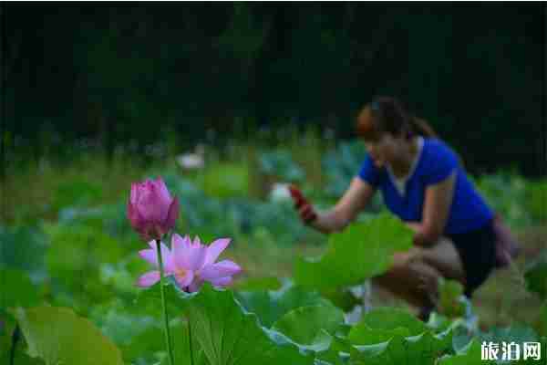 2019巴中恩陽第五屆荷花旅游文化節 時間+活動內容