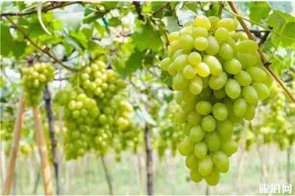 鄭州第十一屆葡萄采摘節(jié)7月27日開(kāi)園 時(shí)間+地址