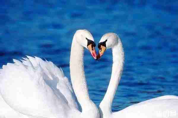 北京適合觀鳥的地方推薦