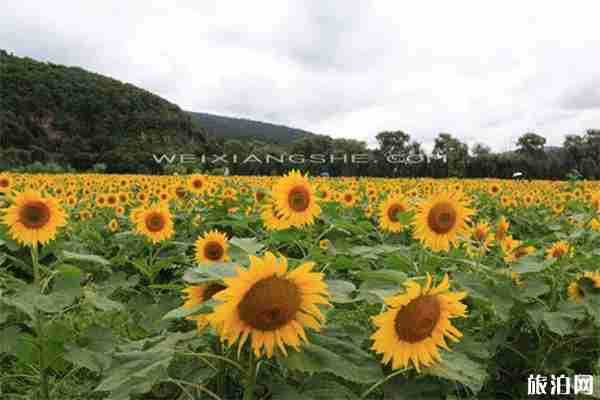 安寧螳螂川向日葵路線 向日葵花期