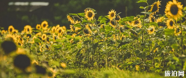 西安向日葵花觀賞地推薦