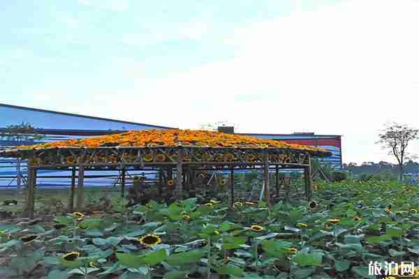 成都龍泉驛區蔚然花海向日葵觀賞指南