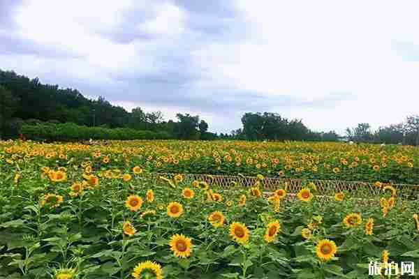 北京向日葵在哪能看 向日葵最佳觀賞時間