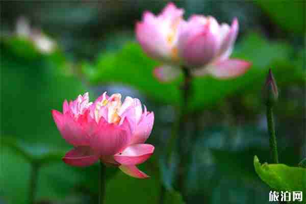 张掖湿地公园观光车+自行车收费