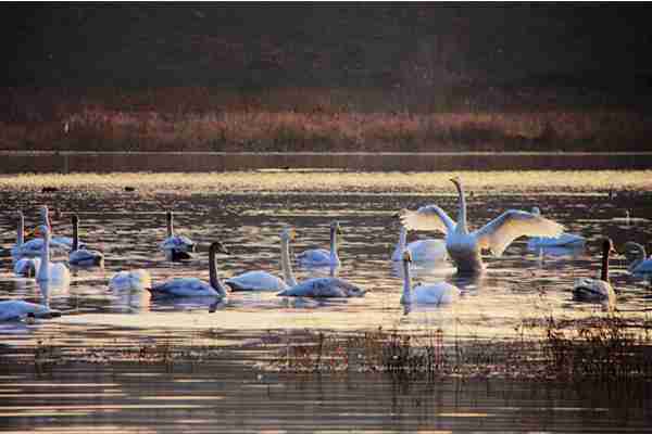 天鹅湖国家城市湿地公园需要门票吗 公园怎么样