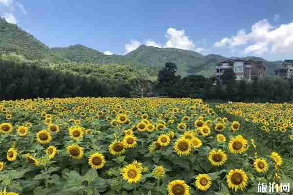 杭州向日葵花海在哪里