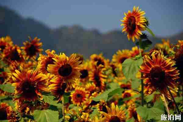 密云雾灵西峰彩葵园向日葵什么时候花开