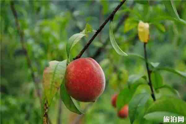 黄河涯第十届万亩桃园采摘节 桃园怎么去