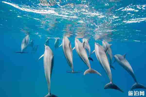 美娜多旅游安全嗎 美娜多旅游怎么樣