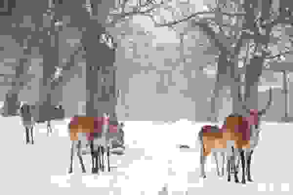 西安秦嶺野生動物園好玩嗎+游園線路+電話+官網