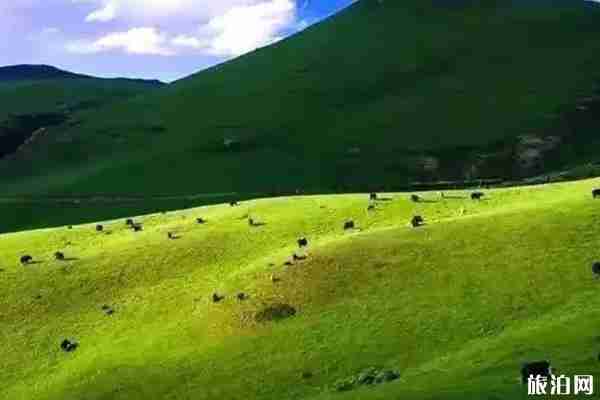 隴南草原旅游景點推薦