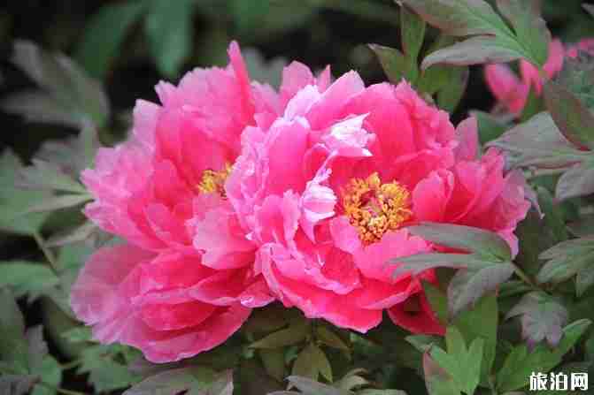 洛陽三天游玩攻略+景點指南