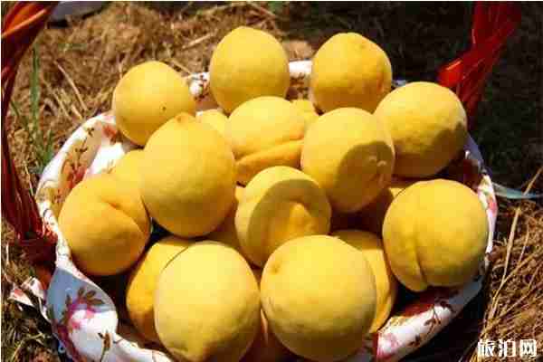 長沙周邊采摘黃桃的地方