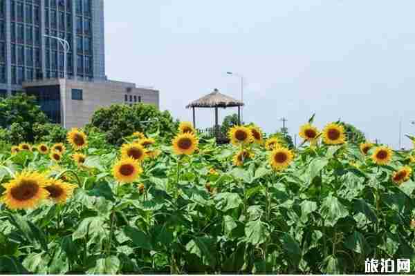 寧波向日葵花海在哪里