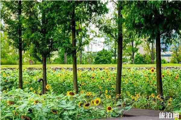 寧波看向日葵的地方 寧波有賞向日葵的地方嗎