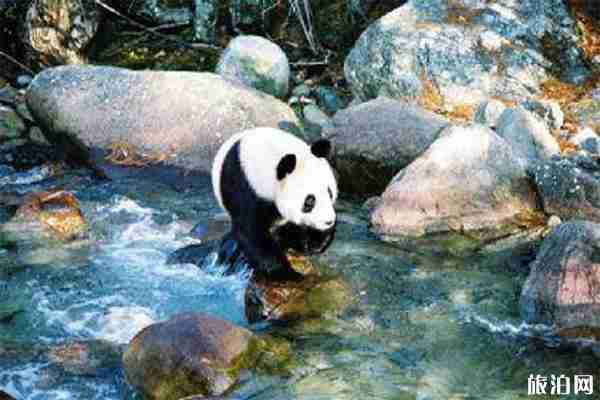 秦巴山區旅游線路攻略