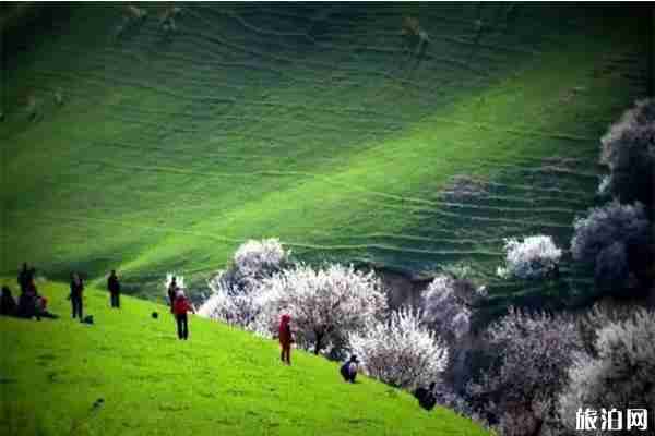 新疆六大花海 新疆最值去的花節有哪些