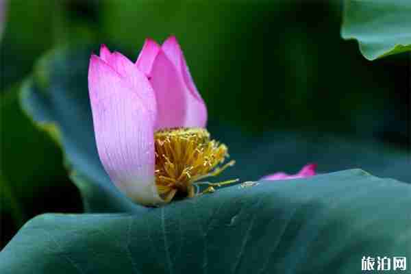 西安盛洲農業科技園荷苑怎么樣 地址+怎么去+要門票嗎