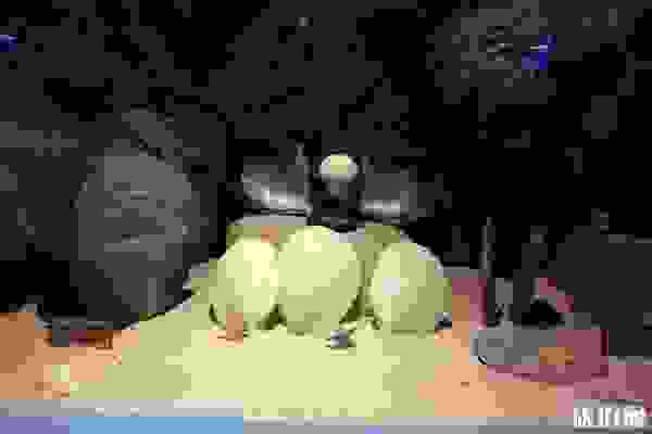 2019北海海洋之窗門票多少+表演時間+開放時間