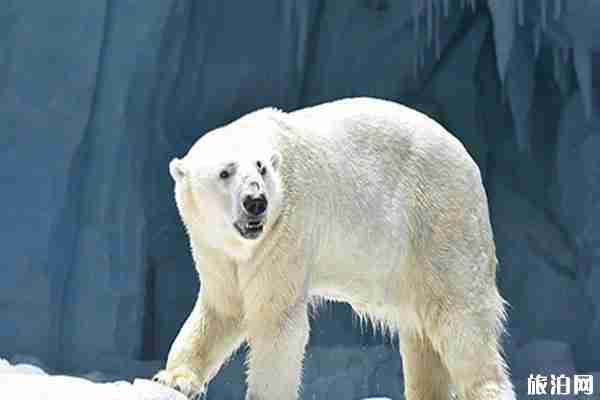 珠海長隆海洋世界游玩攻略