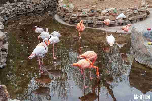 北京大興野生動(dòng)物園景點(diǎn)介紹+交通路線
