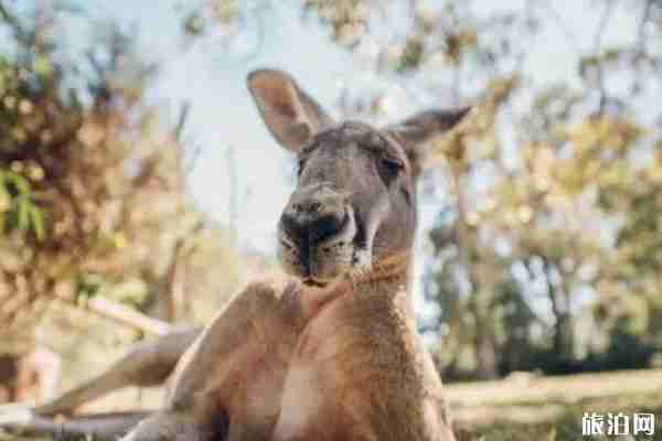 澳洲購物必買清單
