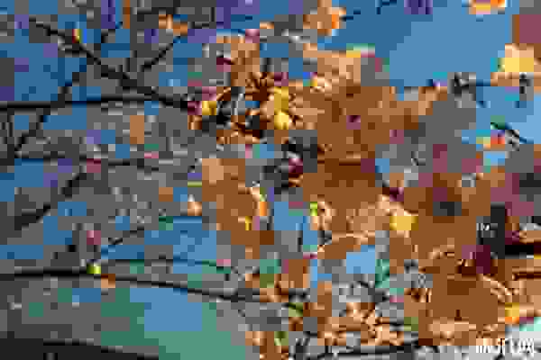 无锡赏花的地方有哪些+赏花季节