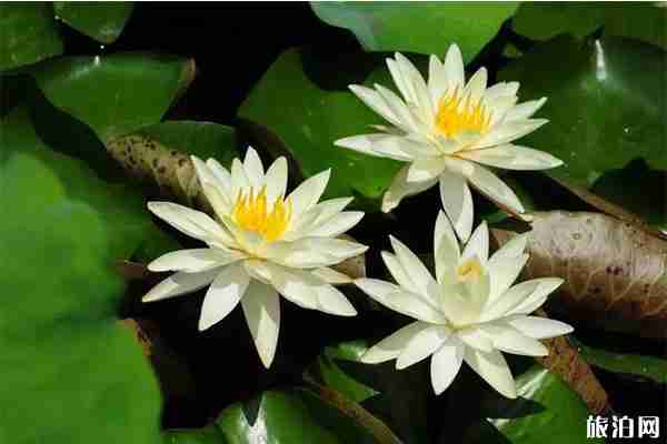 圆明园游船路线怎样+票价多少钱